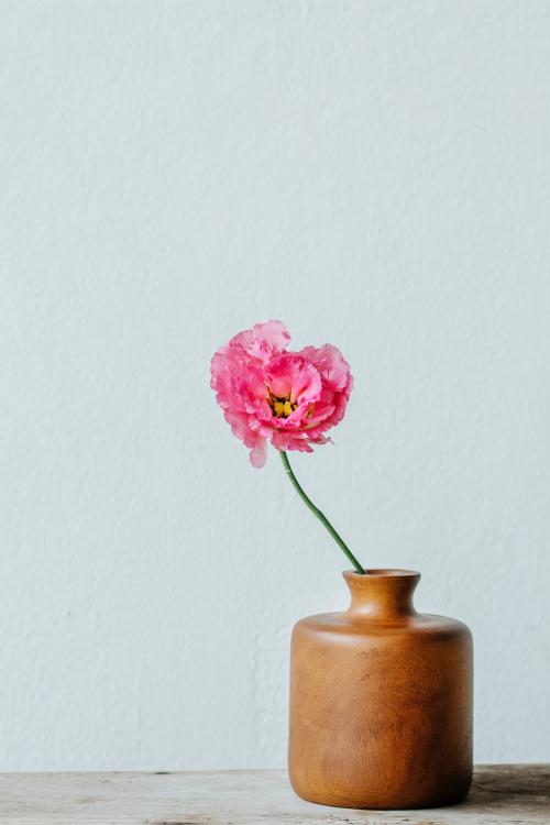 Pink peony in a vase by the wall - 1207570
