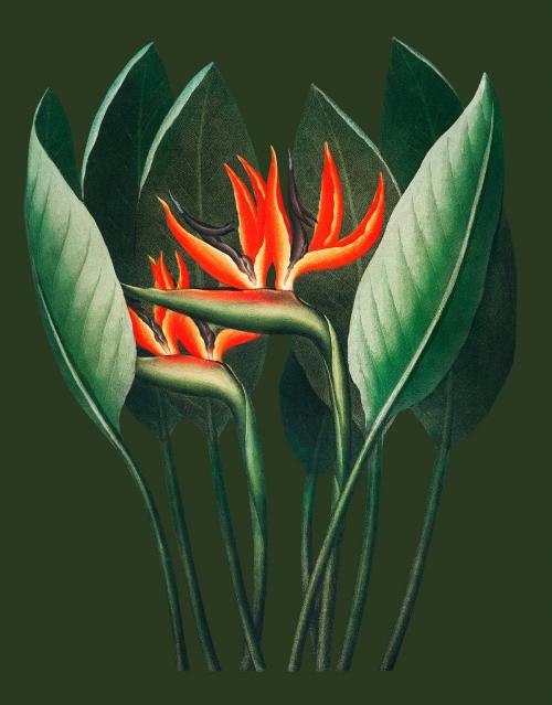 Vintage Queen–Plant illustration - 1199348
