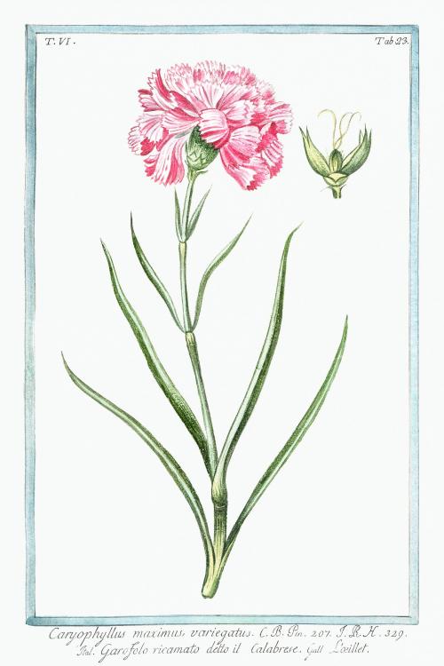 Pink caryophyllus maximus carnation illustration - 2053861