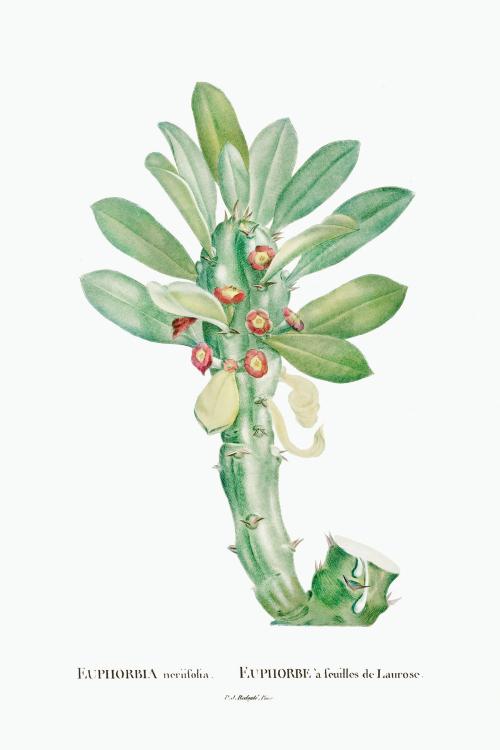 Euphorbia Neriifolia illustration poster mockup - 2054132