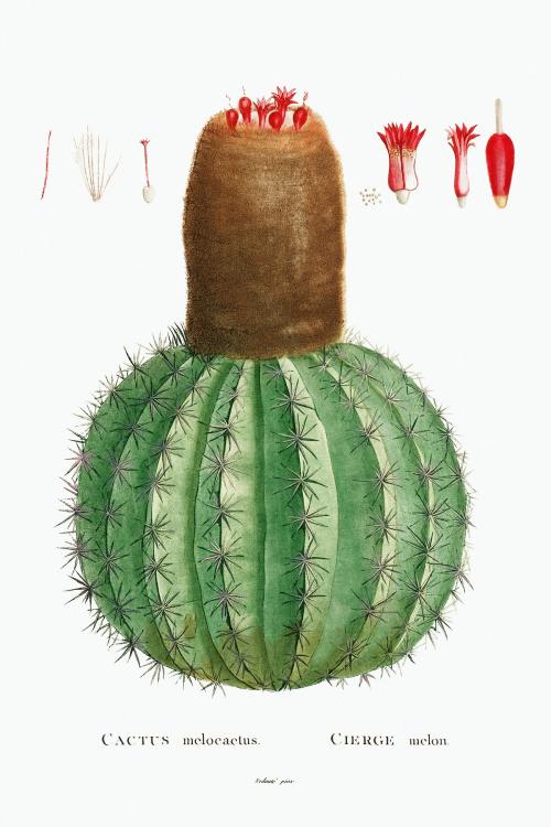 Cactus Melocactus illustration poster mockup - 2054141