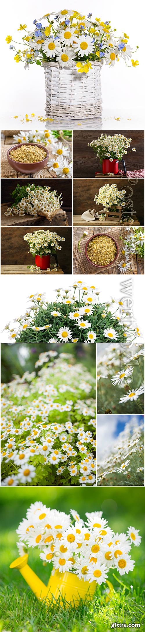 Beautiful white daisies