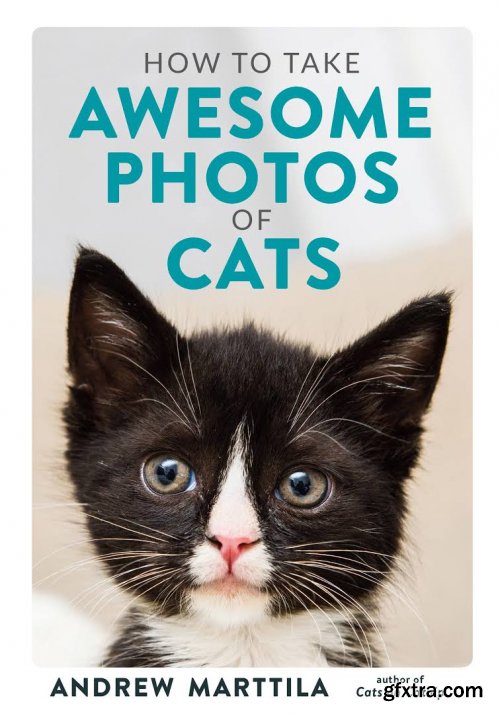 How to Take Awesome Photos of Cats