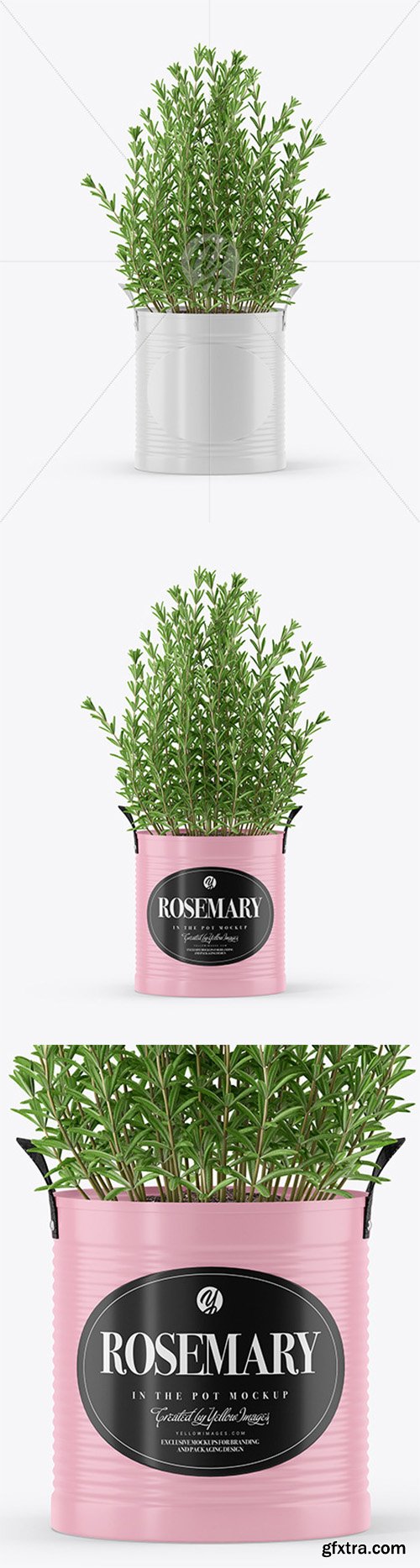 Rosemary in The Pot Mockup 66554 Rosemary in The Pot Mockup 66554