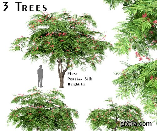 Cuberbrush - Set of Persian Silk Trees (Albizia julibrissin)