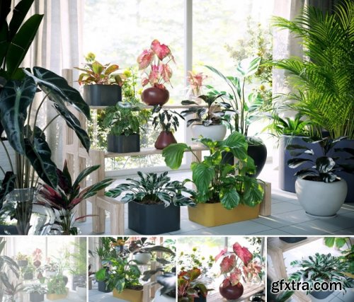 Maxtree – Plants Models Vol.62