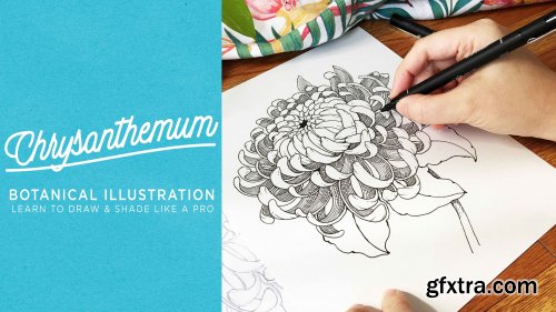  Botanical Illustration - Chrysanthemum