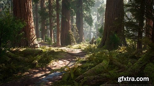 Redwood Forest Collection