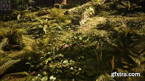 Redwood Forest Collection