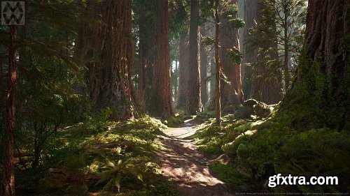 Redwood Forest Collection