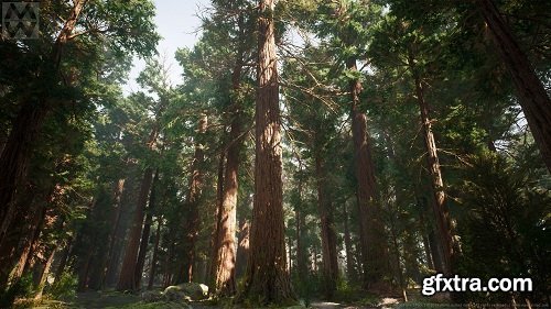 Redwood Forest Collection