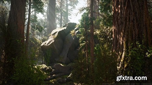 Redwood Forest Collection