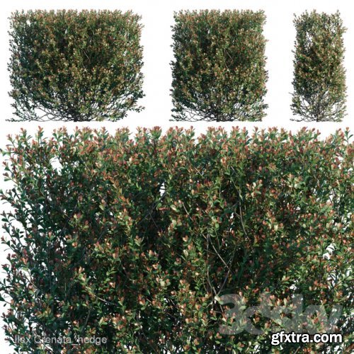 Ilex Crenata hedge 3d model