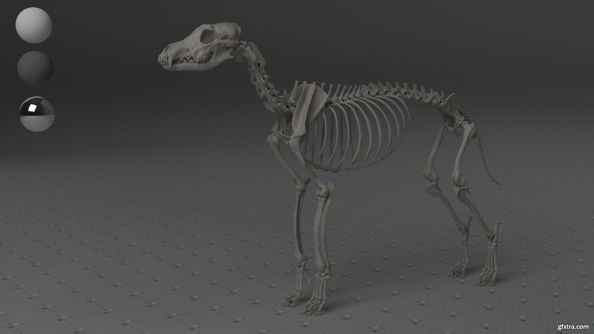 Wolf Skeleton » GFxtra