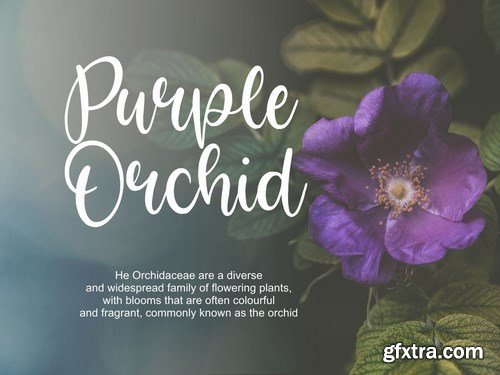 Bright Violet Script Font