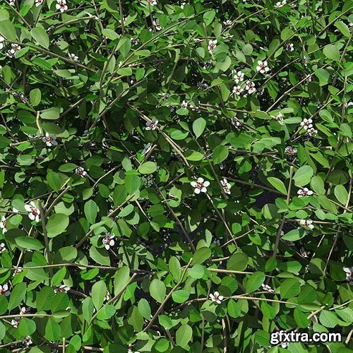 Cgtrader - Cotoneaster Hedge with Flowers 3D model