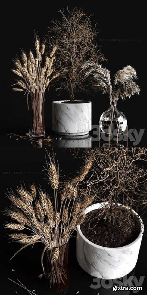 Dry plants collection