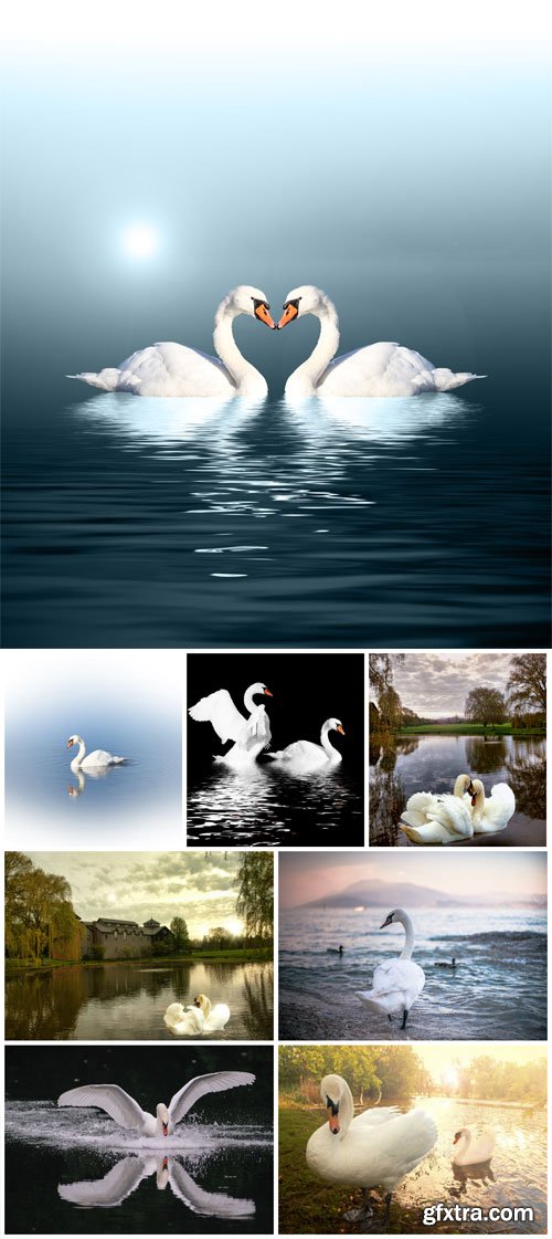 White swans stock photo