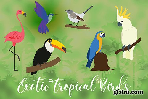 Exotic Tropical Bird Hand Drawn 