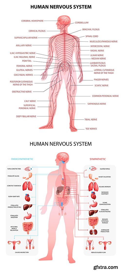 Human body central brain spinal cord and nervous system realistic educative 