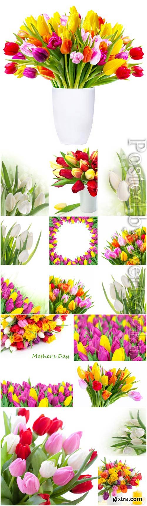 Tulips of Different Varieties 18xJPG