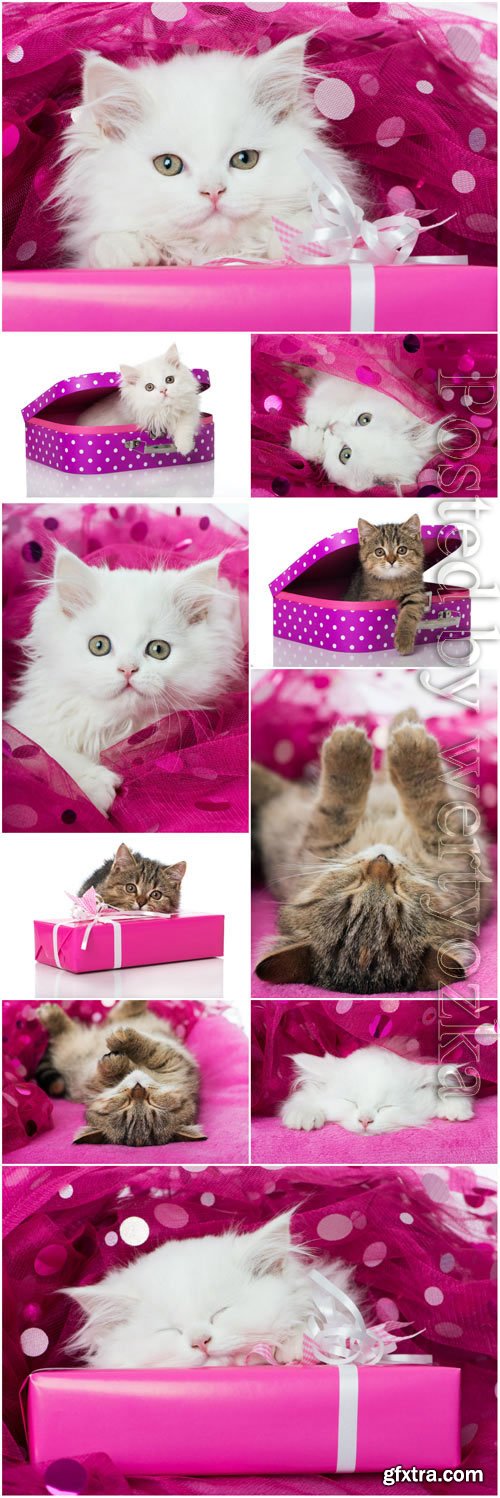 Funny kittens stock photo