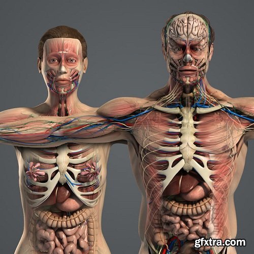 Male and Female Anatomy Complete Pack v5
