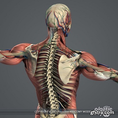 Male and Female Anatomy Complete Pack v5