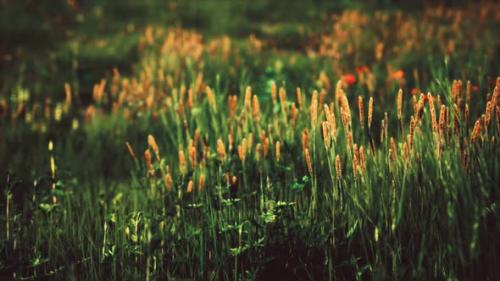 Videohive - Field with Green Grass and Wild Flowers at Sunset - 32339130 - 32339130