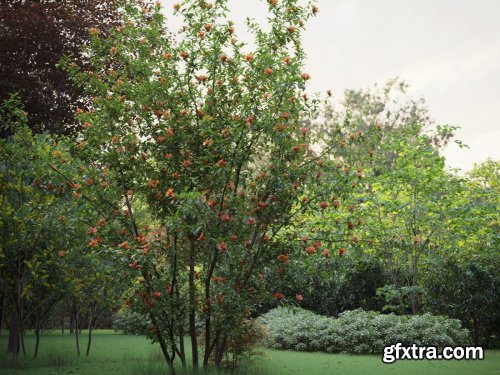 Maxtree &ndash; Plant Models Vol. 59