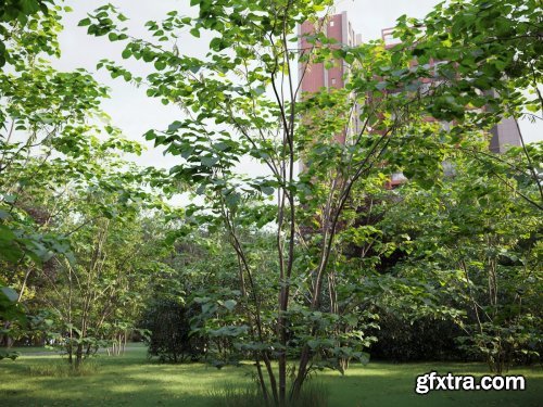 Maxtree &ndash; Plant Models Vol. 59