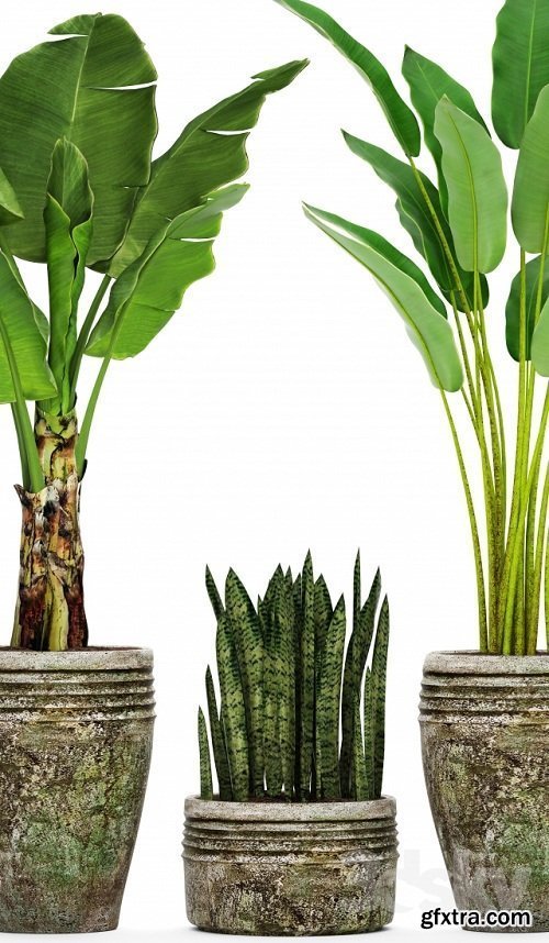 Collection of plants in pots 37