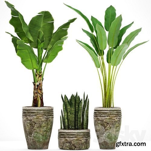 Collection of plants in pots 37