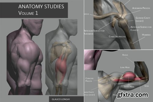 Artstation - Anatomy Studies Volume 1 by Glauco Longhi