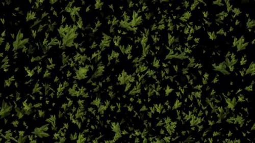 Videohive - Many green leaves on a black background animation - 32693271 - 32693271