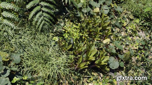 Maxtree – Plant Models Vol.82