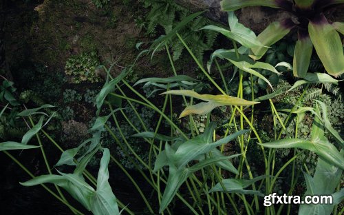 Maxtree – Plant Models Vol.82