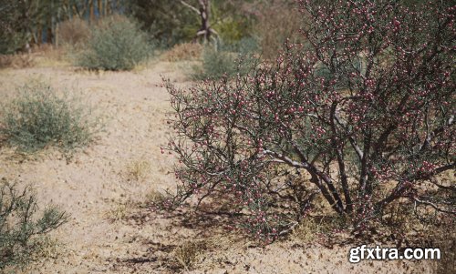 Maxtree – Plant Models Vol.79