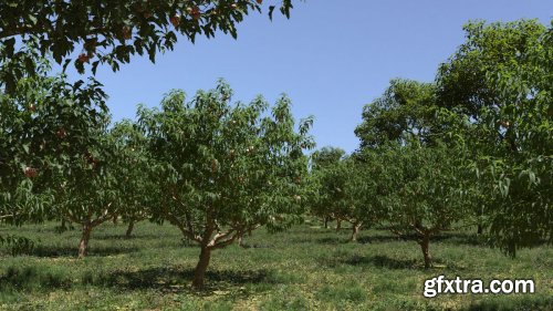 Maxtree - Plant Models Vol. 36