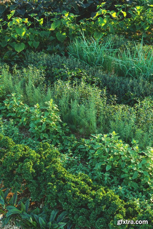 Maxtree - Plant Models Vol 57