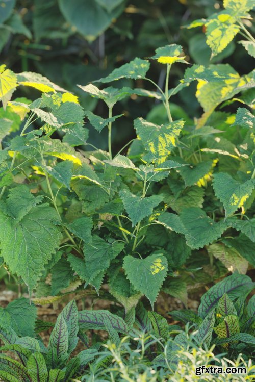 Maxtree - Plant Models Vol 57