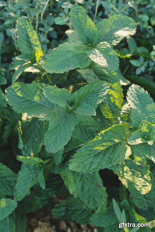 Maxtree - Plant Models Vol 57