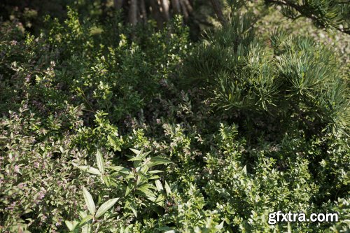 Maxtree – Plant Models Vol.55