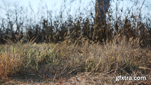 Maxtree - Plant Models Vol. 43