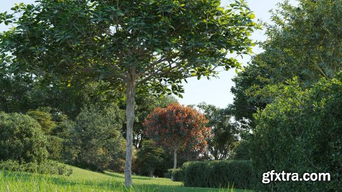 Maxtree - Plant Models Vol. 58