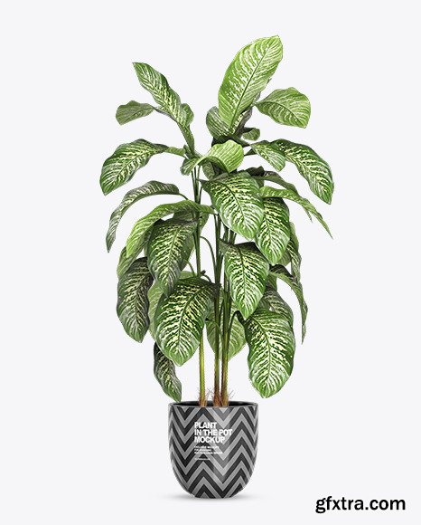 Dieffenbachia in the Pot Mockup 83098
