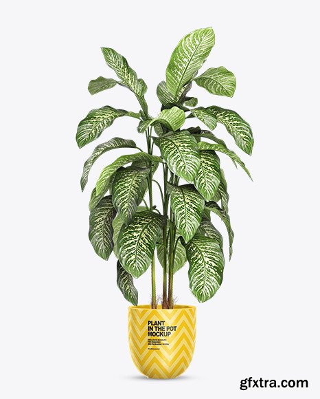 Dieffenbachia in the Pot Mockup 83098