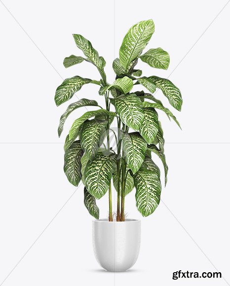 Dieffenbachia in the Pot Mockup 83098