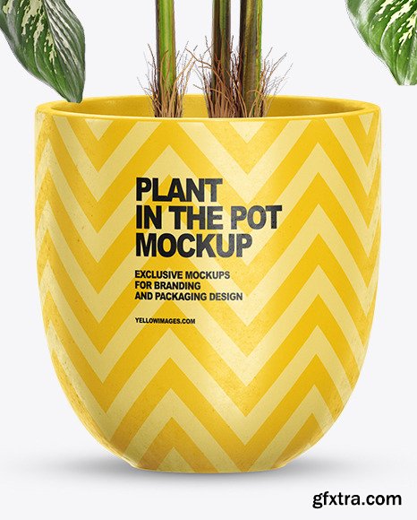 Dieffenbachia in the Pot Mockup 83098