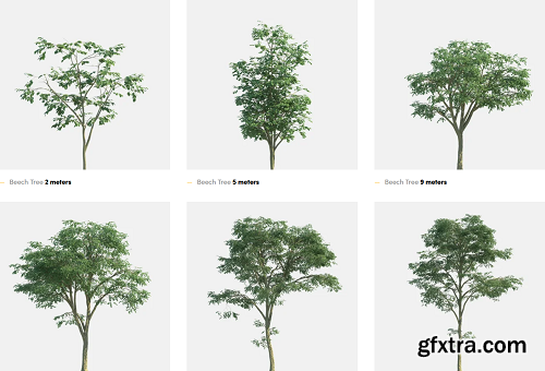 Polyget - Beech Tree 3D Models Collection